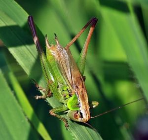Heuschrecke: Insekten werden mit Software aufgespürt (Foto: pixelio.de, luise)