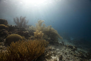 Unter Wasser: höhere Temperaturen gefährlich (Foto: pixelio.de/Harald Schottner)