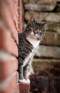 Katze: Tiere sind die Stars im Social Petwork (Foto: pixelio.de, Radka Schöne) Katze: Tiere sind die Stars im Social Petwork (Foto: pixelio.de, Radka Schöne)