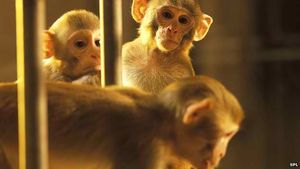 Affen: Wissenschaftler wollen Lähmungen überbrücken (Foto: SPL)