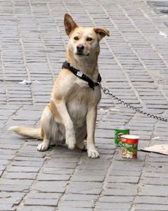 Hund: bringt eher mehr Spenden ein als Facebook (Foto: pixelio.de/Rolf Handke)