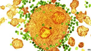 HI-Virus: T-Zellen werden gegen Virus geschützt (Foto: SPL)