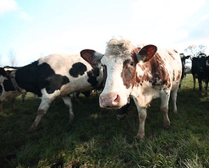 Landwirtschafts-Trend: Wearable-Technologie für Kühe (Foto: silentherdsman.com)