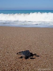 Unechte Karettschildkröte: kehrt an Ort der Jugend zurück (Foto: geomar.de)