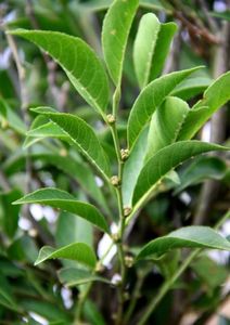 Pflanze: Hat erstaunliche Eigenschaften (Foto: Edwino S. Fernando; CC-BY 4.0)