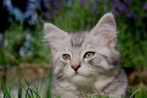 Katze: MRSA-Übertragung selten, aber möglich (Foto: pixelio.de, Margit Völtz)