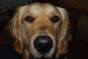 Hund: Experten fordern mehr Impfungen gegen Tollwut (Foto: pixelio.de, schergeo)