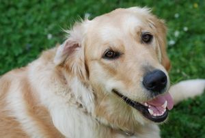 Hund: Halsband erkennt Probleme im Frühstadium (Foto: pixelio.de, schergeo)