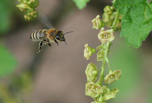 Biene: nützlich zum Bestäuben vieler Pflanzenarten (Foto: pixelio.de, boxberger)