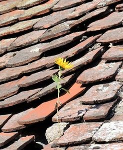 Dachziegeln: mögliche Rettung für die Umwelt (Foto: pixelio.de/Rolf Handke)