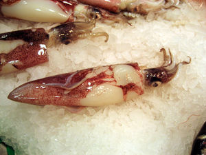 Tintenfisch: voll mit resistenten Bakterien (Foto: pixelio.de, K. Neumueller) Tintenfisch: voll mit resistenten Bakterien (Foto: pixelio.de, K. Neumueller)