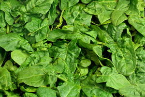 Spinat: sauberer Treibstoff aus dem Gemüsebeet (Foto: pixelio.de/W. Wagner)