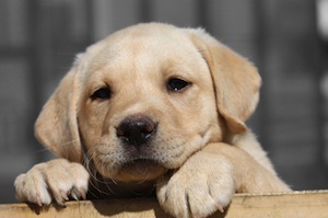 Hundewelpen: Tinder vermittelt Kontakte (Foto: flickr.com/Jerry)