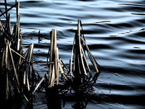 Ölpest: könnte unter Kontrolle gebracht werden (Foto: pixelio.de/E. Westendarp) Ölpest: könnte unter Kontrolle gebracht werden (Foto: pixelio.de/E. Westendarp)