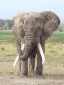 Elefant: Gesetz soll vor Wilderern schützen (Foto: pixelio.de/Claus Bünnagel)