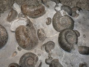 Fossilien: Forscher identifizieren neue Art (Foto: pixelio.de/Dieter Schütz)