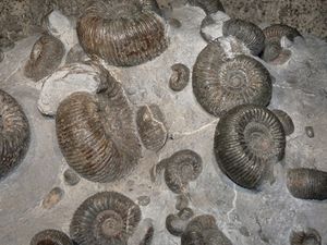Fossilien: Forscher identifizieren neue Art (Foto: pixelio.de/Dieter Schütz)