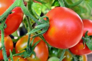 Tomaten: effektiver Schutz vor Prostatakrebs (Foto: pixelio.de, A. Hermsdorf)