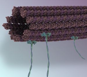 Mikrotubuli: dienen in Nano-Montagelinie als Transporter (Foto: Samuel Hertig)