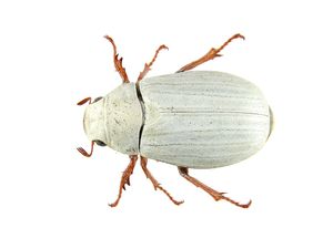 Cyphochilus: Sein Panzer ist Vorbild für Lacke (Foto: imdap.entomol.ntu.edu.tw) Cyphochilus: Sein Panzer ist Vorbild für Lacke (Foto: imdap.entomol.ntu.edu.tw)