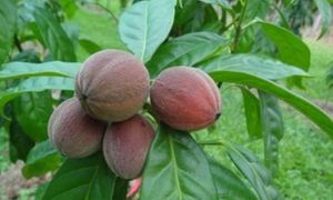 Blushwood Tree: Früchte helfen bei Krebstherapie (Foto: qimrberghofer.edu.au)