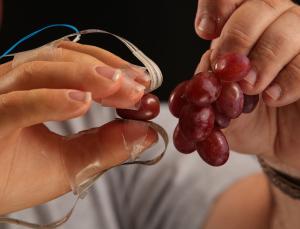 Test mit Weintrauben: Tastsinn wiederhergestellt (Foto: case.edu, Dale Omori)