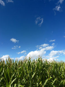 Maisfeld: Gute Wurzeln machen viel aus (Foto: pixelio.de/Rainer Sturm)