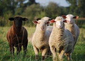 Schwarzes Schaf: Einsame trösten sich mit Facebook (Foto: pixelio.de/A. S.)