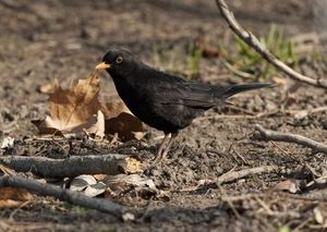 Amsel: Künstliches Licht macht sie nachtaktiver (Foto: ufz.de, André Künzelmann)