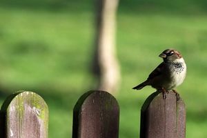 Spatz: drastischer Rückgang verzeichnet (Foto: pixelio.de, touchingpics.com) Spatz: drastischer Rückgang verzeichnet (Foto: pixelio.de, touchingpics.com)