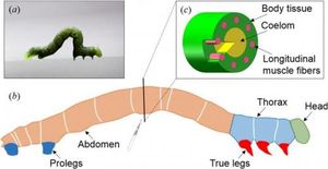 Neuer Raupen-Roboter vorgestellt (Foto: Wang, et al. ©2014 IOP Publishing)
