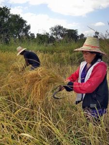 Reisernte in Thailand: China-Exporte sinken (Foto: pixelio.de/Manfred Schütze)