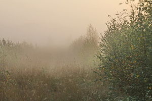 Bodennebel: in der Po-Ebene deutlich weniger (Foto: pixelio.de, Uschi Dreiucker)