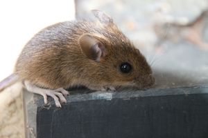 Maus: wird schlauer durch menschliche Zellen (Foto: pixelio.de/A. Schweppe-Rahe)