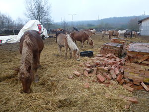 Animal Hoarding in Pankasz/Ungarn (©: ANIMAL SPIRIT)