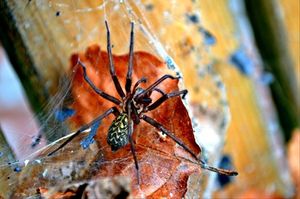 Spinne: inspiriert die Wissenschaft (Foto: pixelio.de/Bianca Schütte)