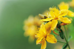 Johanniskraut für die Seele ©iStock.com/APOMEDICA