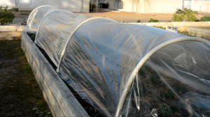 Plastiktunnel: für Pflanzen guter Frostschutz (Foto: Kathleen Phillips/phys.org)