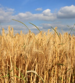 Getreide: Allergiker können auf Gerät hoffen (Foto: pixelio.de, Alexandra H.)