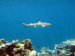 Hai im Meer: Ökosysteme reagieren ähnlich auf Erwärmung (Foto: pixelio.de/Völtz)