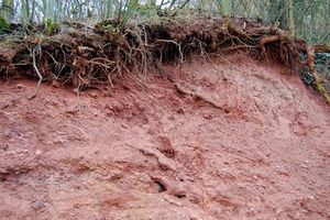 Erdreich: Suche nach neuen Medikamenten (Foto: pixelio.de, Thomas Max Müller) Erdreich: Suche nach neuen Medikamenten (Foto: pixelio.de, Thomas Max Müller)