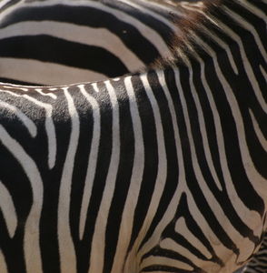 Zebra: Schwarzweiß wirkt oftmals besser als Farbe (Foto:pixelio.de/m.jäger)