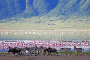 Die Arche Noah Afrikas: Der Ngorongoro Nationalpark