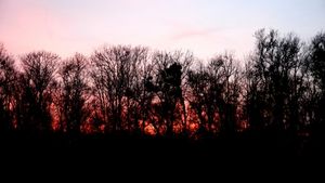 Waldbrand: Strahlung verbreitet sich dadurch schneller (Foto: pixelio.de/Grey59)