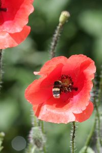 Hungrige Hummel: Pflanzen brauchen meist Bestäuber (Foto: Kolling/pixelio.de)