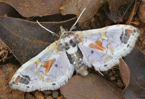 Leucinodes orbonalis: frisst Auberginen (Foto: senckenberg.de/Franziska Bauer)