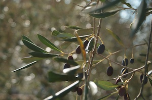 Infiziert: Italiens Olivenbäume sollen vernichet werden (Foto: flickr.com/kezee)