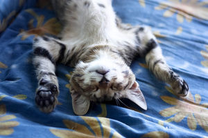 Entspannt: Da läuft womöglich Händel (Foto: twinlili, pixelio.de)