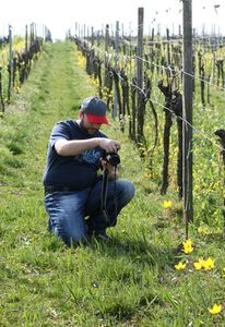 Weinbauer: Datenauswertung begünstigt Lese (Foto: pixelio.de, angieconscious)
