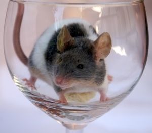 Labormaus: Hoffnung auf neue Medikamente (Foto: pixelio.de, Stephanie Hof) Labormaus: Hoffnung auf neue Medikamente (Foto: pixelio.de, Stephanie Hof)